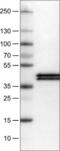 APOL1 antibody, NBP2-52870, Novus Biologicals, Western Blot image 