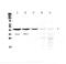 Homer Scaffold Protein 3 antibody, A09145-1, Boster Biological Technology, Western Blot image 