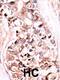 Dual Specificity Phosphatase 14 antibody, MBS9209964, MyBioSource, Immunohistochemistry paraffin image 
