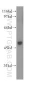 Y-Box Binding Protein 2 antibody, 13538-1-AP, Proteintech Group, Western Blot image 