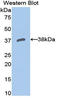 SRBC antibody, LS-C298457, Lifespan Biosciences, Western Blot image 