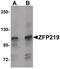Zinc Finger Protein 219 antibody, PA5-21120, Invitrogen Antibodies, Western Blot image 