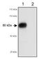 Scavenger Receptor Class B Member 1 antibody, TA336645, Origene, Western Blot image 