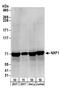 Nuclear Transcription Factor, X-Box Binding 1 antibody, A303-914A, Bethyl Labs, Western Blot image 