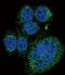 Htra antibody, PA5-11412, Invitrogen Antibodies, Immunofluorescence image 