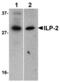 Baculoviral IAP Repeat Containing 8 antibody, MBS150864, MyBioSource, Western Blot image 