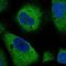 Rho GTPase Activating Protein 5 antibody, HPA056507, Atlas Antibodies, Immunofluorescence image 