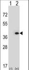 Myeloid Leukemia Factor 1 antibody, LS-C164214, Lifespan Biosciences, Western Blot image 
