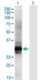 Homeobox B6 antibody, LS-C197437, Lifespan Biosciences, Western Blot image 