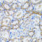 Peroxisomal Biogenesis Factor 5 antibody, 19-855, ProSci, Immunohistochemistry frozen image 