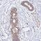 POTE Ankyrin Domain Family Member F antibody, HPA043260, Atlas Antibodies, Immunohistochemistry frozen image 