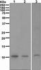 Protein AF1q antibody, TA310693, Origene, Western Blot image 