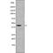 Dual specificity protein phosphatase 6 antibody, abx149936, Abbexa, Western Blot image 