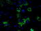 Isocitrate Dehydrogenase (NAD(+)) 3 Alpha antibody, TA500912S, Origene, Immunofluorescence image 