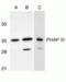Acidic Nuclear Phosphoprotein 32 Family Member E antibody, TA306128, Origene, Western Blot image 