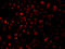 B120 antibody, 23-052, ProSci, Immunofluorescence image 