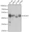 Acetyl-CoA Acyltransferase 1 antibody, GTX32986, GeneTex, Western Blot image 