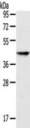 P2Y2R antibody, TA351480, Origene, Western Blot image 