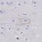 Cadherin 9 antibody, PA5-52394, Invitrogen Antibodies, Immunohistochemistry paraffin image 