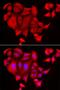 Sulfate transporter antibody, orb373372, Biorbyt, Immunocytochemistry image 