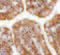 ZBP-1 antibody, 4401, ProSci Inc, Immunohistochemistry paraffin image 