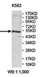 Rho GTPase Activating Protein 15 antibody, orb78346, Biorbyt, Western Blot image 