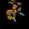 Solute Carrier Family 2 Member 6 antibody, orb157189, Biorbyt, Immunocytochemistry image 
