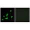 Retinol Binding Protein 5 antibody, A11716, Boster Biological Technology, Immunofluorescence image 