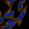 Neurobeachin antibody, PA5-58903, Invitrogen Antibodies, Immunofluorescence image 