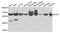 EYA Transcriptional Coactivator And Phosphatase 3 antibody, orb373836, Biorbyt, Western Blot image 