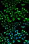 Heterogeneous nuclear ribonucleoprotein A0 antibody, orb373328, Biorbyt, Immunocytochemistry image 