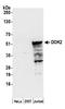Docking Protein 2 antibody, A305-221A, Bethyl Labs, Western Blot image 
