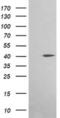 Acetyl-CoA Acyltransferase 2 antibody, MA5-26254, Invitrogen Antibodies, Western Blot image 
