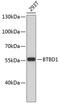 BTB Domain Containing 1 antibody, 19-462, ProSci, Western Blot image 