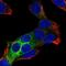 Receptor Accessory Protein 6 antibody, HPA048015, Atlas Antibodies, Immunofluorescence image 