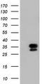 NSE2 (MMS21) Homolog, SMC5-SMC6 Complex SUMO Ligase antibody, TA501634, Origene, Western Blot image 