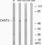 Carbohydrate Sulfotransferase 2 antibody, LS-C119804, Lifespan Biosciences, Western Blot image 