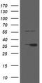 Replication Factor C Subunit 2 antibody, TA800273, Origene, Western Blot image 