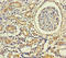 Keratin 71 antibody, LS-C395348, Lifespan Biosciences, Immunohistochemistry paraffin image 