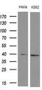 Doublesex- and mab-3-related transcription factor 1 antibody, MA5-26887, Invitrogen Antibodies, Western Blot image 