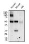 Hepatic Sinusoidal Endothelial Cells antibody, NB110-68095, Novus Biologicals, Western Blot image 