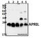 TNF Superfamily Member 13 antibody, A02417S183, Boster Biological Technology, Western Blot image 