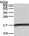 He1 antibody, PA5-51242, Invitrogen Antibodies, Western Blot image 