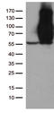 Hyaluronate receptor antibody, UM500099, Origene, Western Blot image 