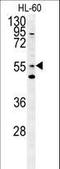 Lectin, Mannose Binding 1 Like antibody, LS-C165803, Lifespan Biosciences, Western Blot image 