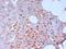 CDH2 antibody, MCA5698, Bio-Rad (formerly AbD Serotec) , Immunoprecipitation image 