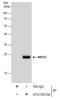 Protein MIS12 homolog antibody, GTX130138, GeneTex, Immunoprecipitation image 