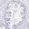Tctex1 Domain Containing 4 antibody, PA5-64044, Invitrogen Antibodies, Immunohistochemistry frozen image 