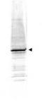 Early Growth Response 1 antibody, TA319423, Origene, Western Blot image 