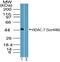 Histone Deacetylase 7 antibody, PA5-23384, Invitrogen Antibodies, Western Blot image 